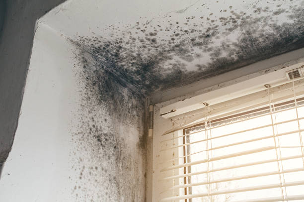 Affordable Mold Remediation solutions in Thompsonville, PA